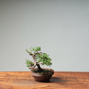 Kishu Juniper #43 - Bonsaify