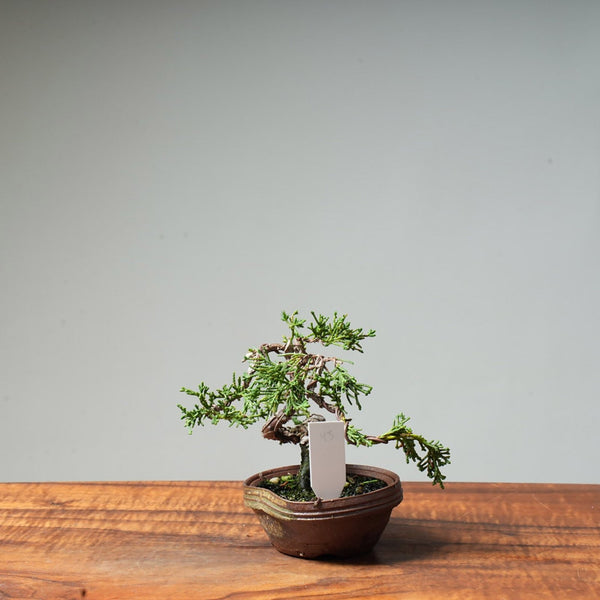 Kishu Juniper #43 - Bonsaify