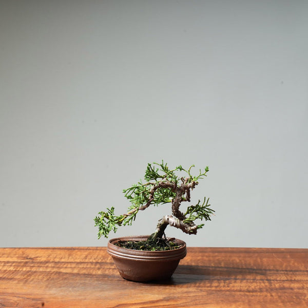 Kishu Juniper #43 - Bonsaify