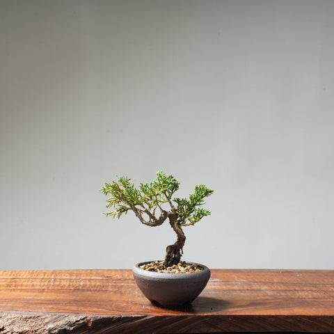 Kishu Juniper #70 - Bonsaify