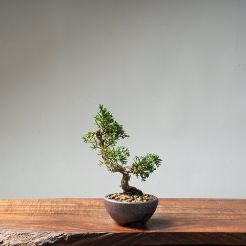 Kishu Juniper #72 - Bonsaify