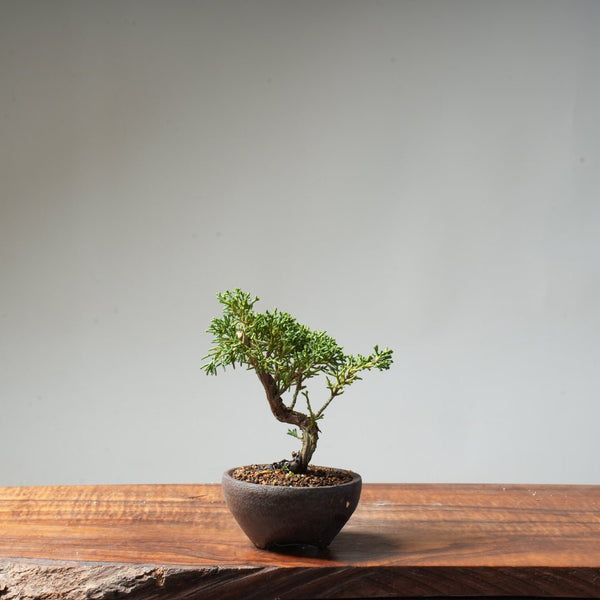 Kishu Juniper #78 - Bonsaify