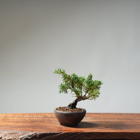 Kishu Juniper #80 - Bonsaify