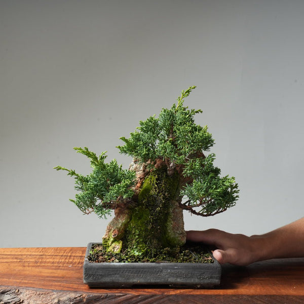 Kishu Juniper Rock Planting #21 - Bonsaify