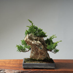 Kishu Juniper Rock Planting #21 - Bonsaify