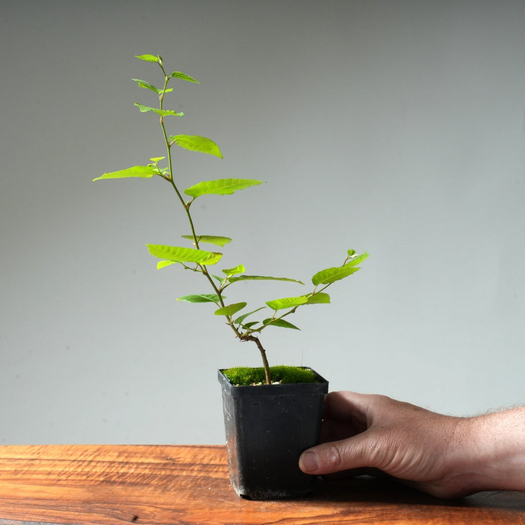 Korean Hornbeam Bonsai Starter - Bonsaify