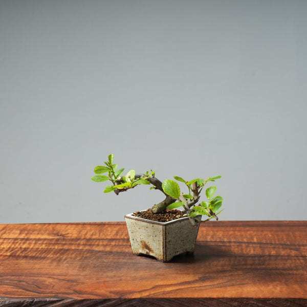 Lavender Star Flower Bonsai #239 - Bonsaify