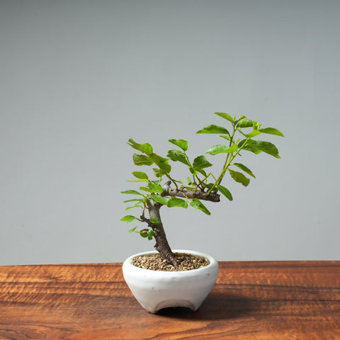 Lavender Star Flower Bonsai #270 - Bonsaify