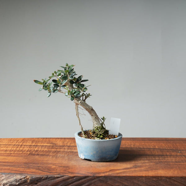 Mini Olive Bonsai #1 - Bonsaify