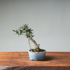 Mini Olive Bonsai #1 - Bonsaify