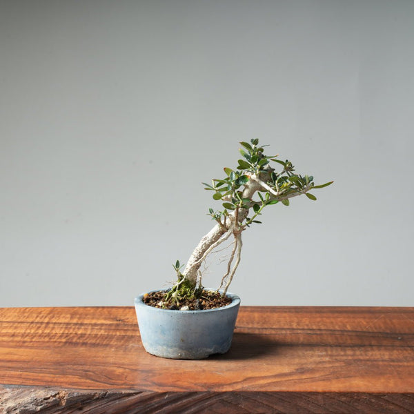 Mini Olive Bonsai #1 - Bonsaify