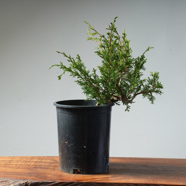 One - Gallon Itoigawa Juniper Bonsai #82 - Bonsaify