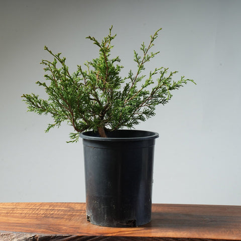 One - Gallon Itoigawa Juniper Bonsai #82 - Bonsaify