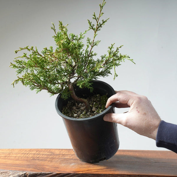 One - Gallon Itoigawa Juniper Bonsai #82 - Bonsaify