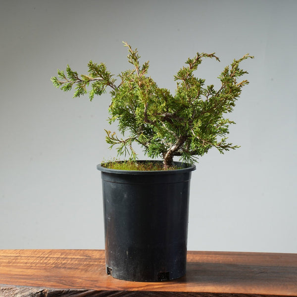 One - Gallon Itoigawa Juniper Bonsai #83 - Bonsaify