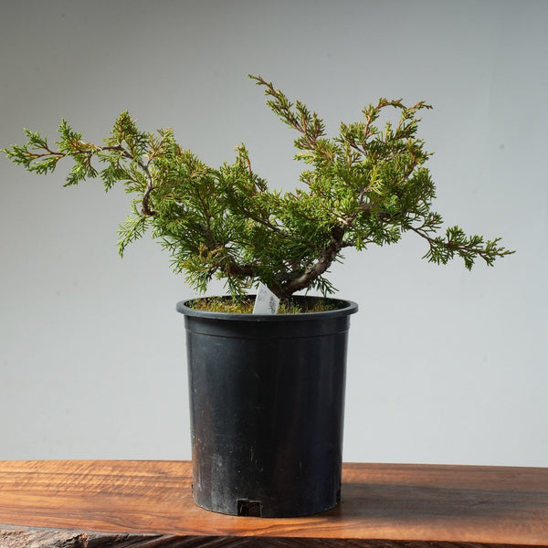 One - Gallon Itoigawa Juniper Bonsai #83 - Bonsaify