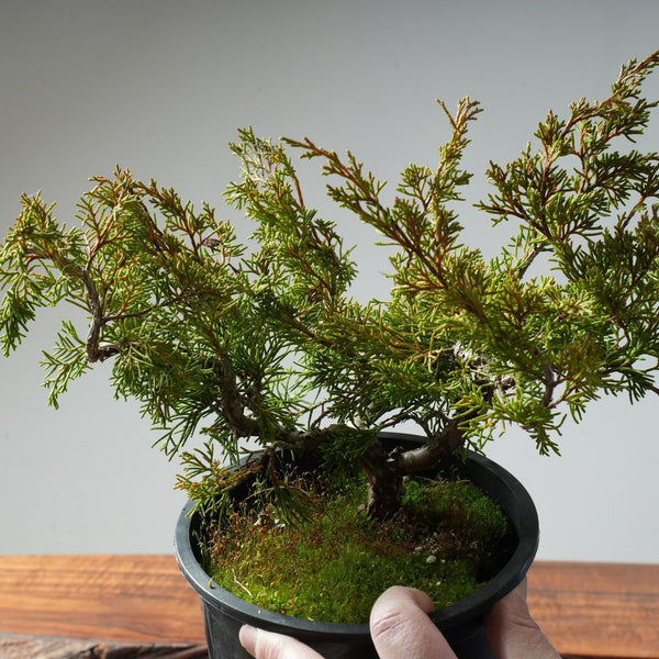 One - Gallon Itoigawa Juniper Bonsai #83 - Bonsaify