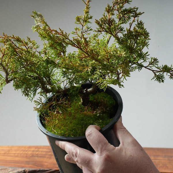 One - Gallon Itoigawa Juniper Bonsai #83 - Bonsaify