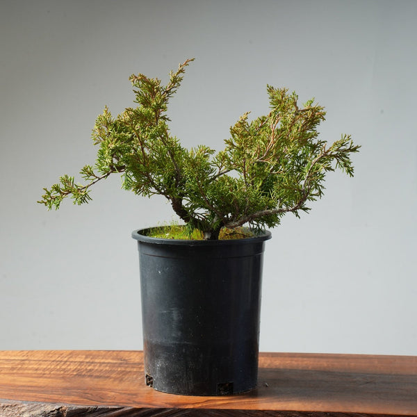 One - Gallon Itoigawa Juniper Bonsai #83 - Bonsaify