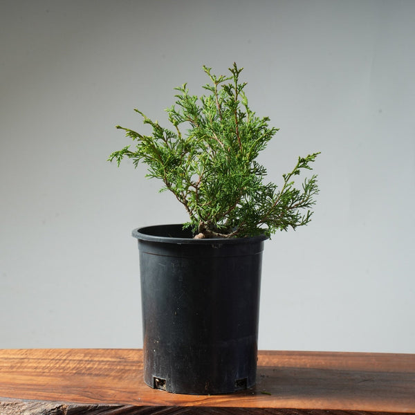 One - Gallon Itoigawa Juniper Bonsai #86 - Bonsaify