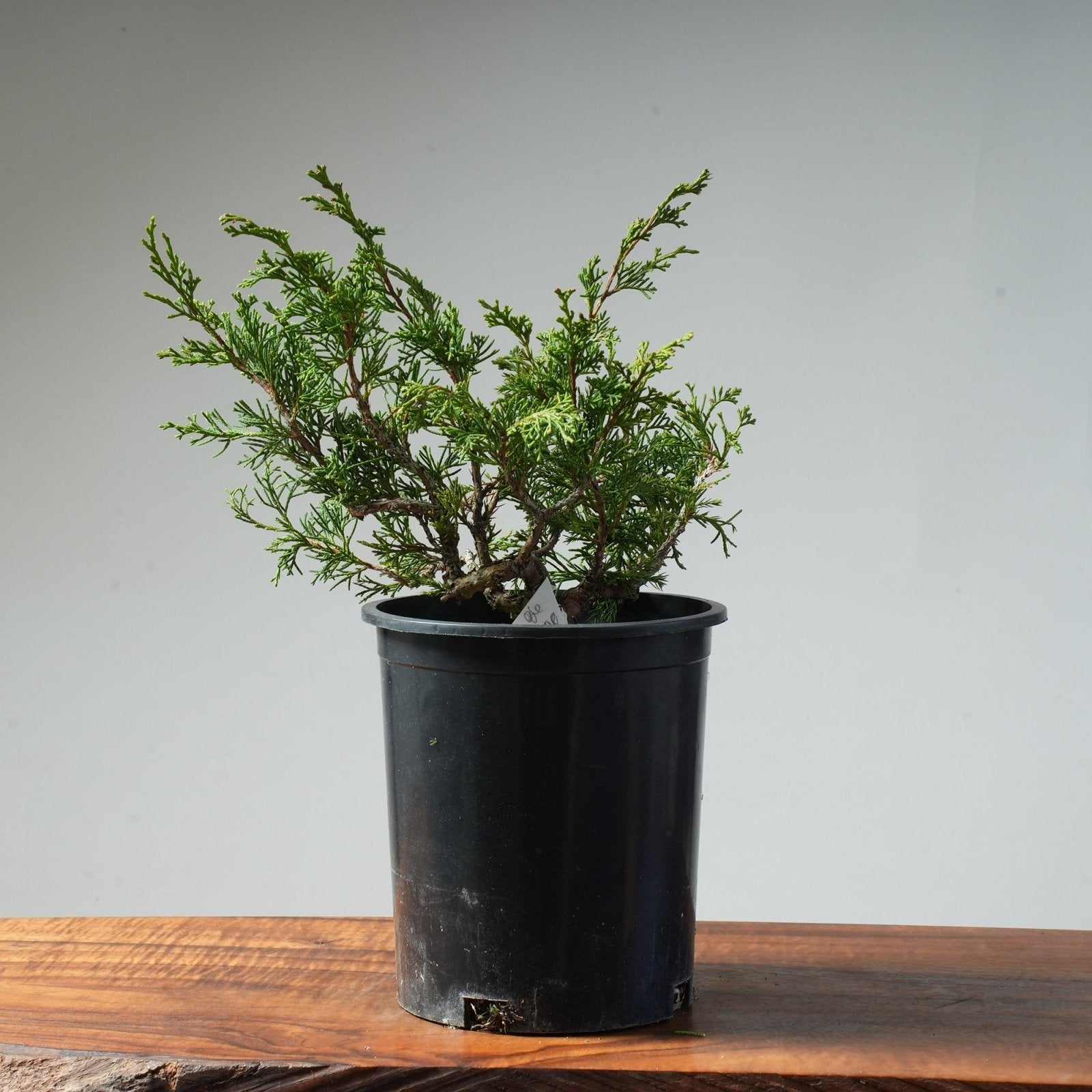 One - Gallon Itoigawa Juniper Bonsai #86 - Bonsaify