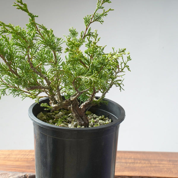 One - Gallon Itoigawa Juniper Bonsai #86 - Bonsaify