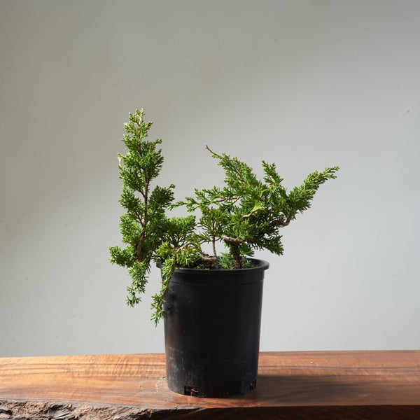 One - Gallon Juniper Bonsai #148 - Bonsaify