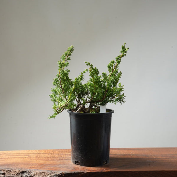 One - Gallon Juniper Bonsai #151 - Bonsaify