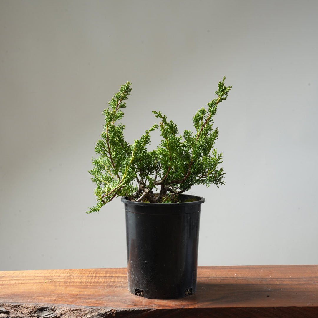 One - Gallon Juniper Bonsai #151 - Bonsaify