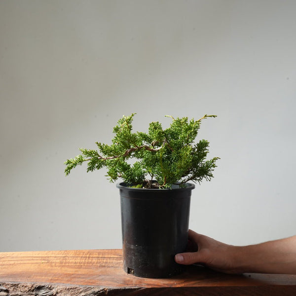 One - Gallon Juniper Bonsai #152 - Bonsaify