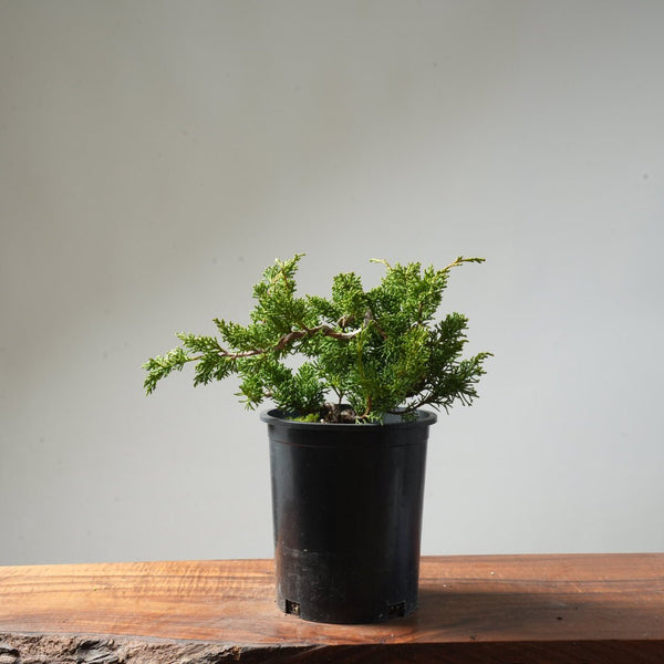 One - Gallon Juniper Bonsai #152 - Bonsaify