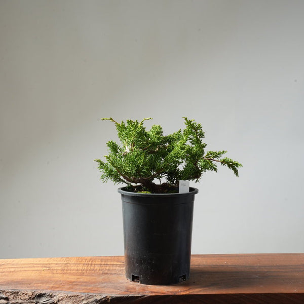 One - Gallon Juniper Bonsai #152 - Bonsaify