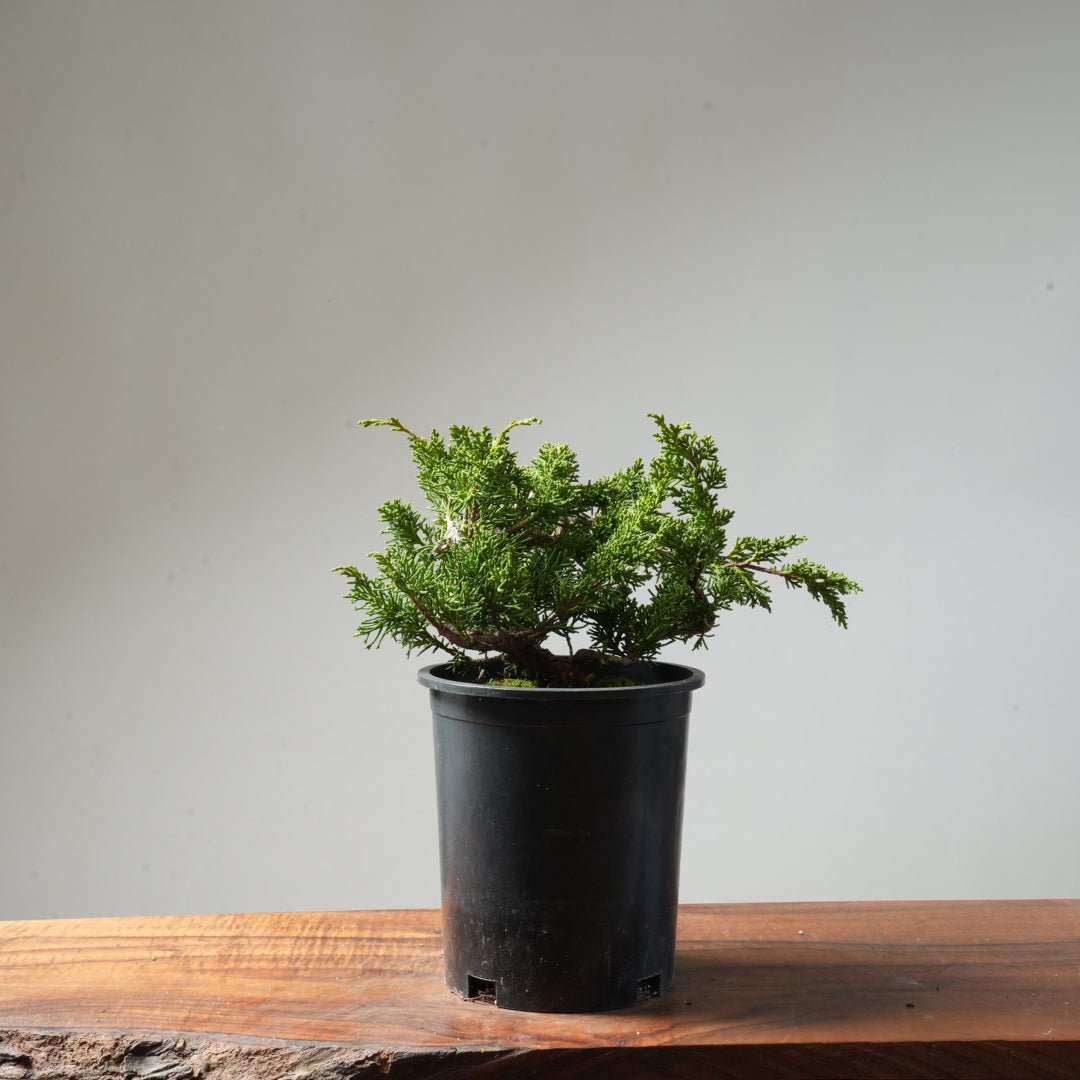 One - Gallon Juniper Bonsai #152 - Bonsaify