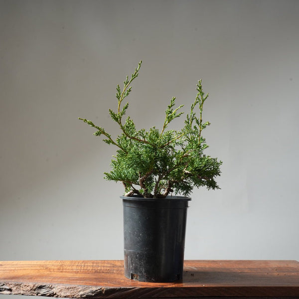 One - Gallon Juniper Bonsai #66 - Bonsaify