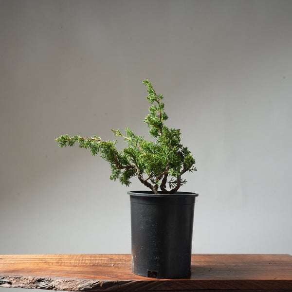 One - Gallon Juniper Bonsai #68 - Bonsaify