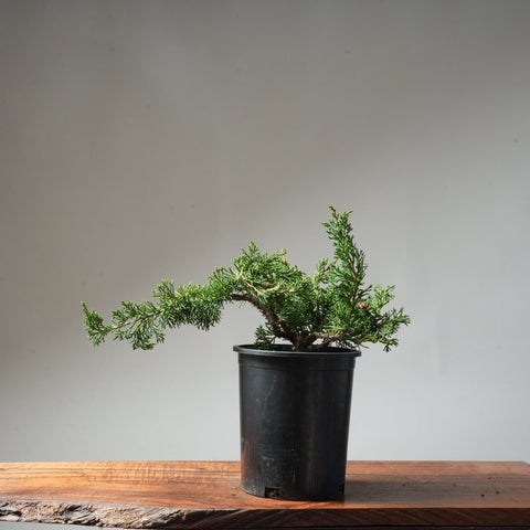 One - Gallon Juniper Bonsai #69 - Bonsaify