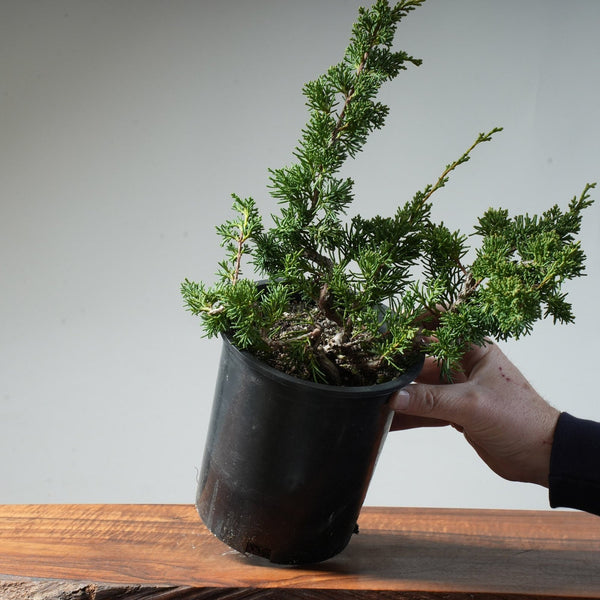 One - Gallon Juniper Bonsai #81 - Bonsaify