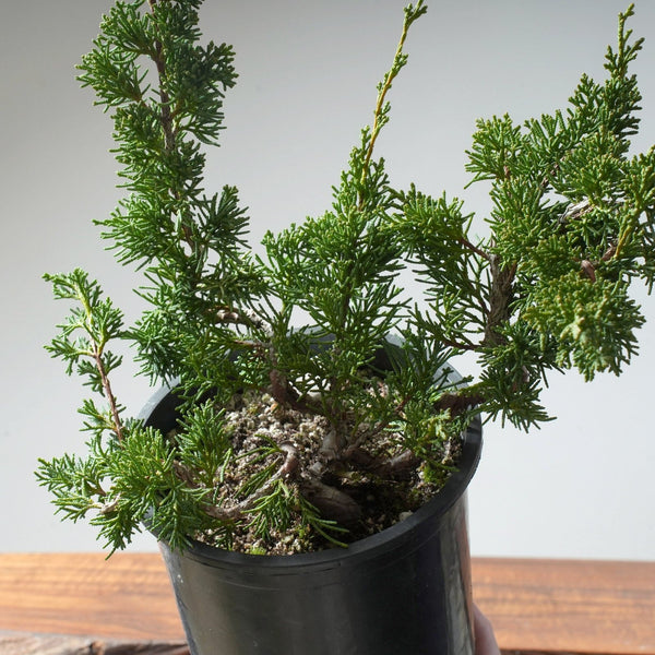 One - Gallon Juniper Bonsai #81 - Bonsaify