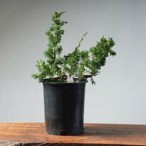 One - Gallon Juniper Bonsai #81 - Bonsaify