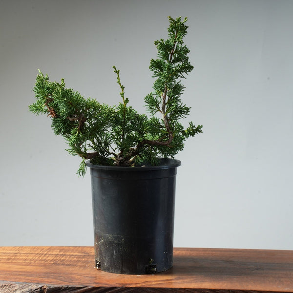 One - Gallon Juniper Bonsai #81 - Bonsaify