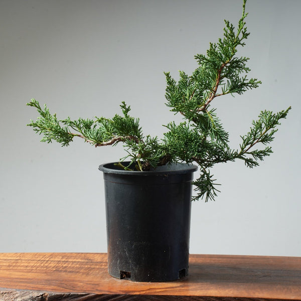 One - Gallon Juniper Bonsai #84 - Bonsaify