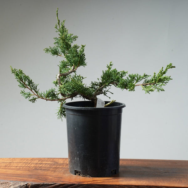 One - Gallon Juniper Bonsai #84 - Bonsaify