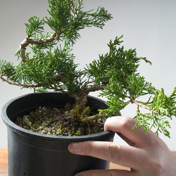 One - Gallon Juniper Bonsai #84 - Bonsaify