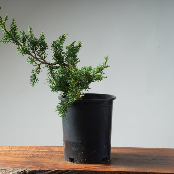 One - Gallon Juniper Bonsai #84 - Bonsaify