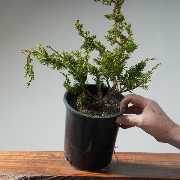 One - Gallon Juniper Bonsai #85 - Bonsaify