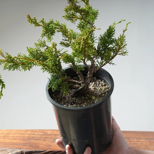 One - Gallon Juniper Bonsai #85 - Bonsaify