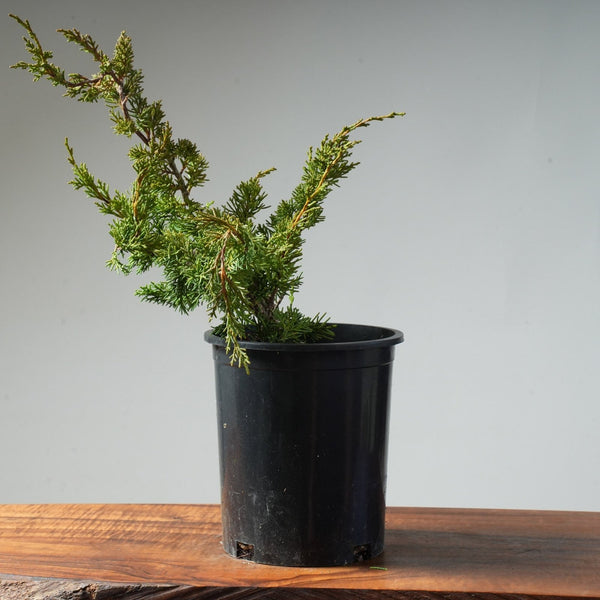 One - Gallon Juniper Bonsai #85 - Bonsaify