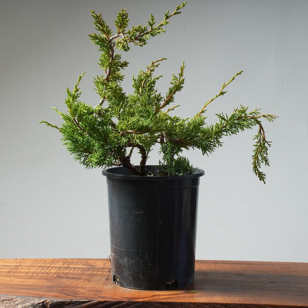 One - Gallon Juniper Bonsai #85 - Bonsaify