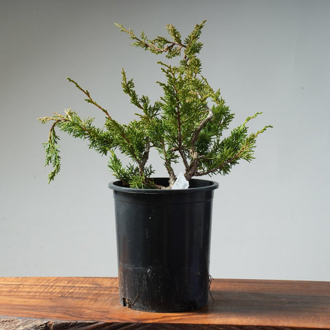 One - Gallon Juniper Bonsai #85 - Bonsaify