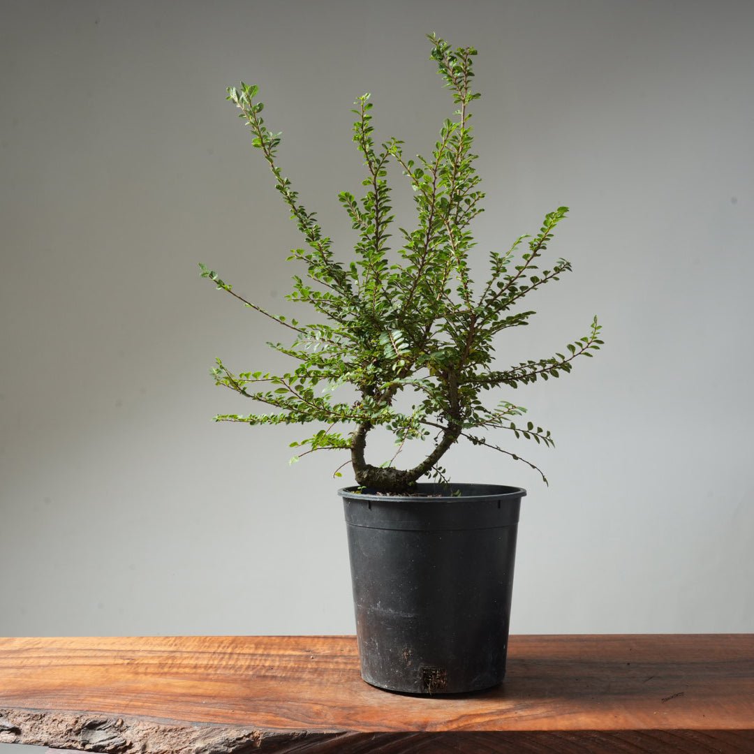 One - Gallon ‘Seiju’ Chinese Corkbark Elm #35 - Bonsaify